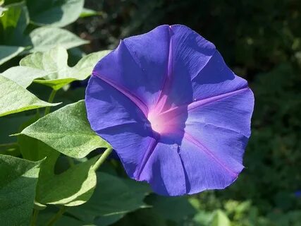 Morning glory