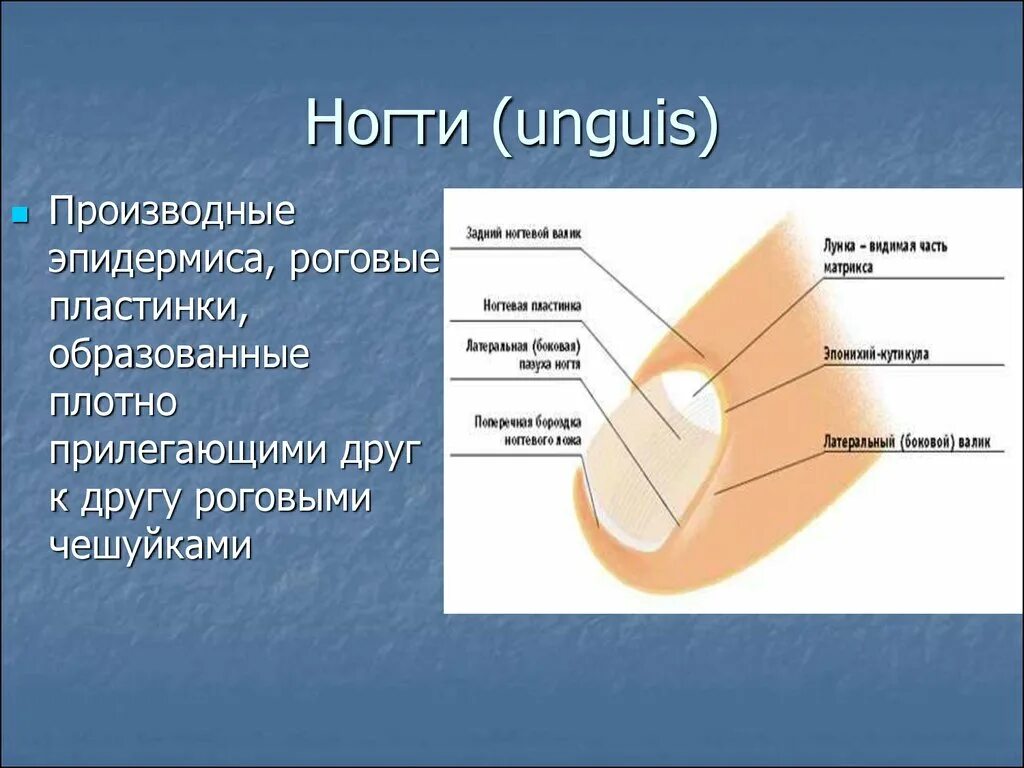 Как называется ткань образующая покровы тела