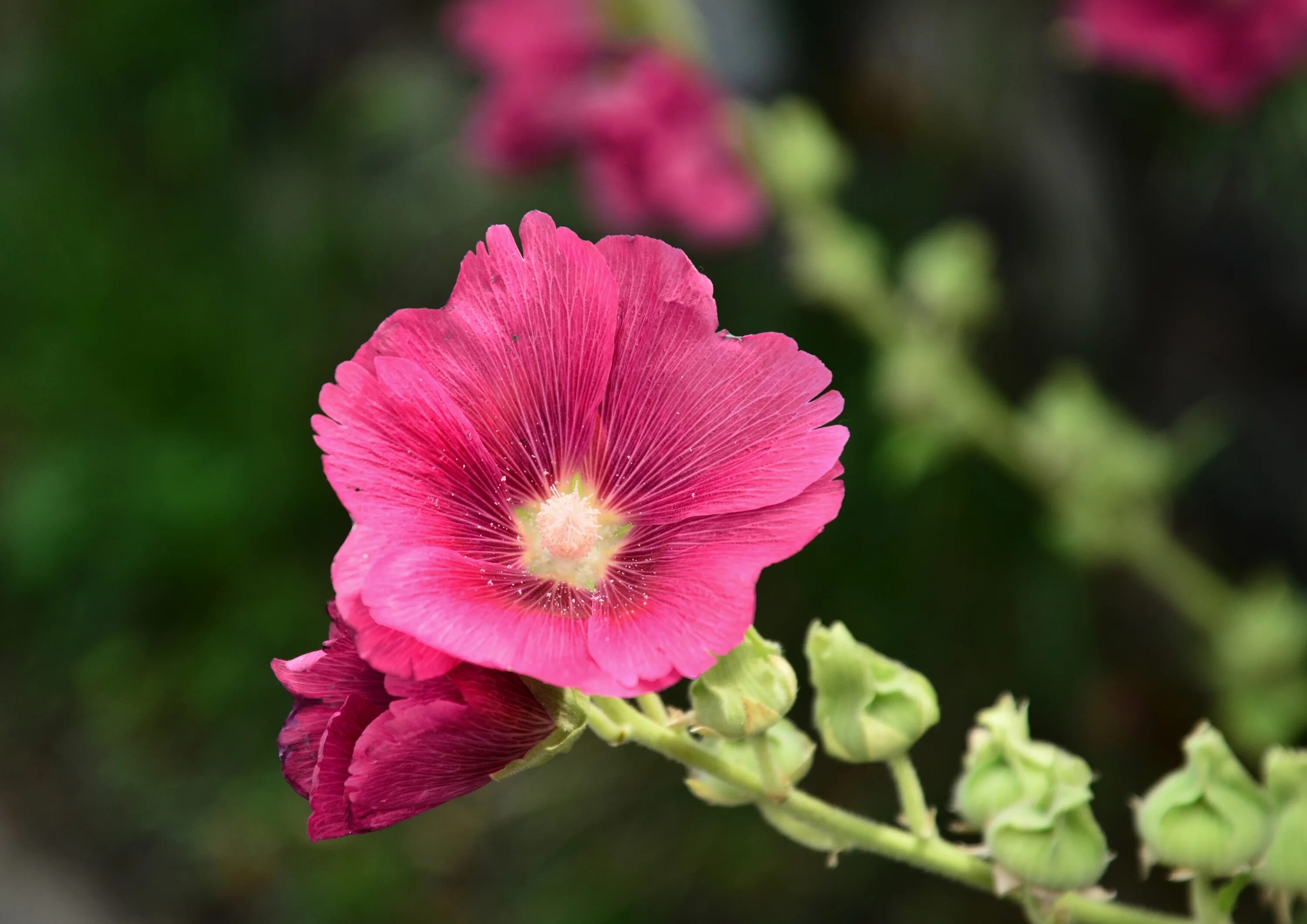 Hollyhock. Hollyhock название цветка. Цветы однолетки ствол толстый цветет розовыми цветами. Multicolor Hollyhock Flower.