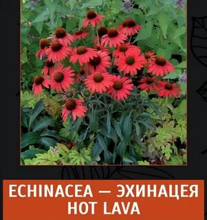 Похожа на эхинацею