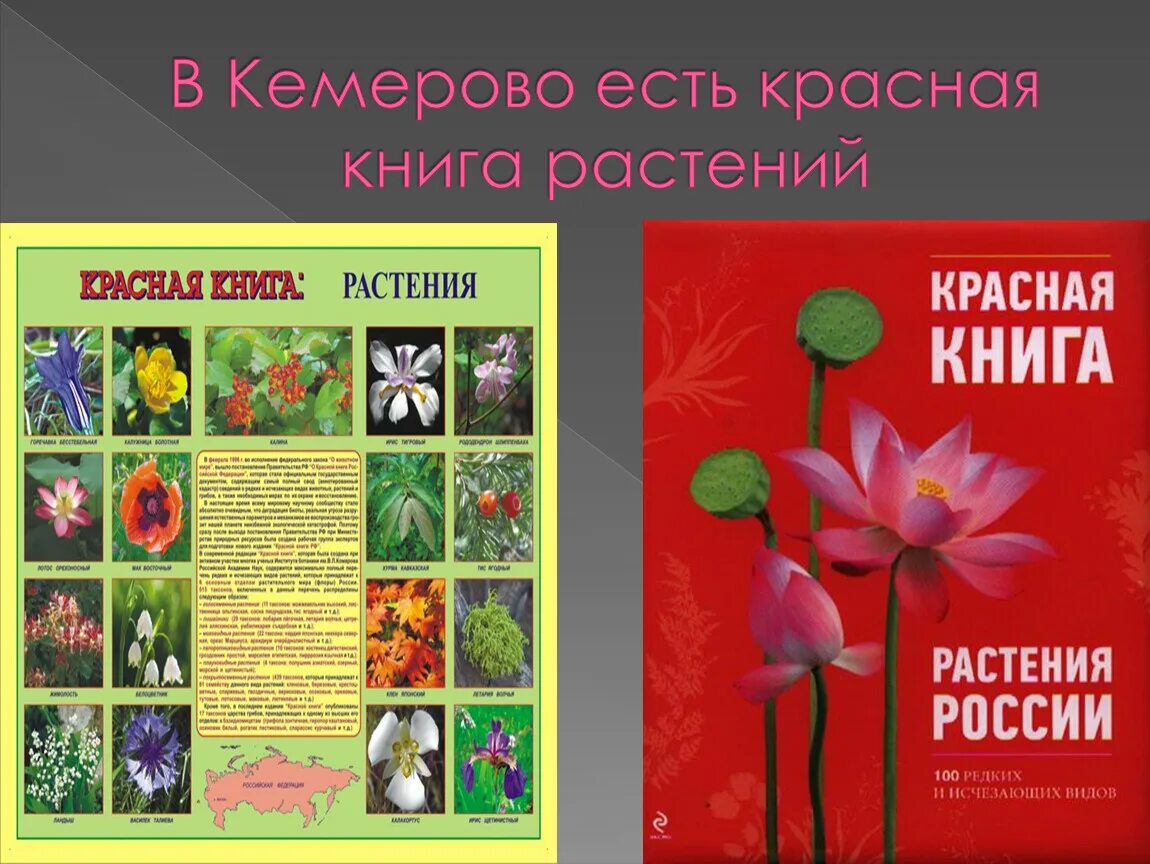 Быть занесена в красную книгу россии. Растения из красной книги. Растения красной книги России. Ростениякрасной книги. Растения изькрасной книги.