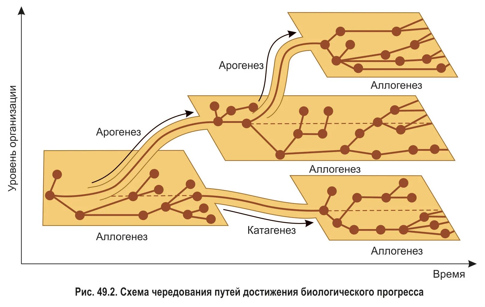 Катагенез и арогенез. Арогенез аллогенез катагенез таблица. Аллогенез катагенез. Арогенез аллогенез катагенез.