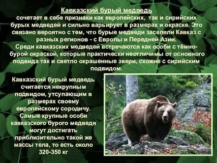 Почему бурый