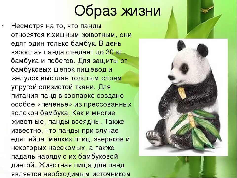 Животные дополнительная информация