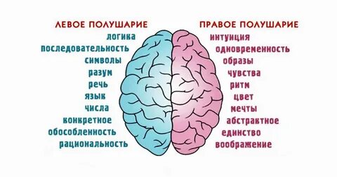 Два полушария левое и правое