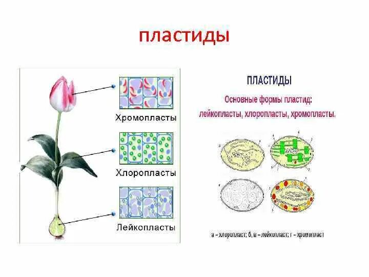 Пластиды хлоропласты хромопласты лейкопласты строение. Функции пластиды 5 класс биология. Пластиды функции 5 класс. Пластиды строение 5 класс биология. Лейкопласты в растительной клетке