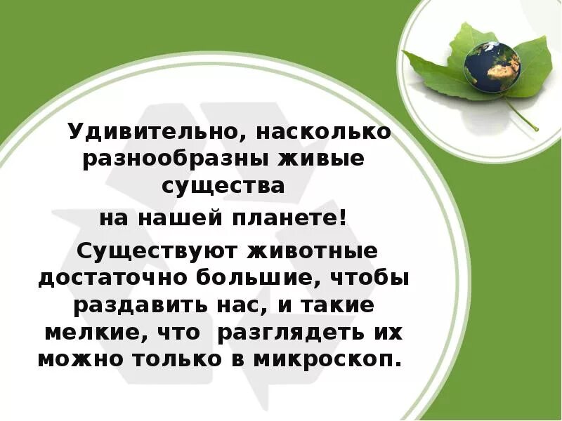 Разнообразие животных 3 класс доклад окружающий мир. Разнообразие животных 3 класс. разнообразие животных презентация. разнообразие животных 3 класс презентация. многообразие животных 3 класс.