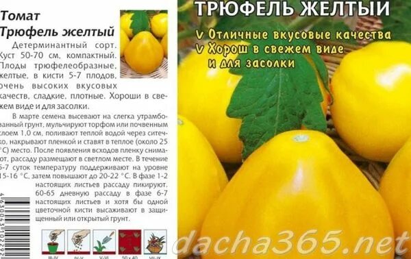 Сорт томатов желтый трюфель. Томат японский трюфель золотой. томат трюфель желтый. томат японский трюфель оранжевый. помидоры сорт трюфель.