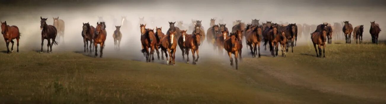 Стадо лошадей. Город табун. Табун красивых лошадей. Табуны алтайский край лошади. Табун лошадей.
