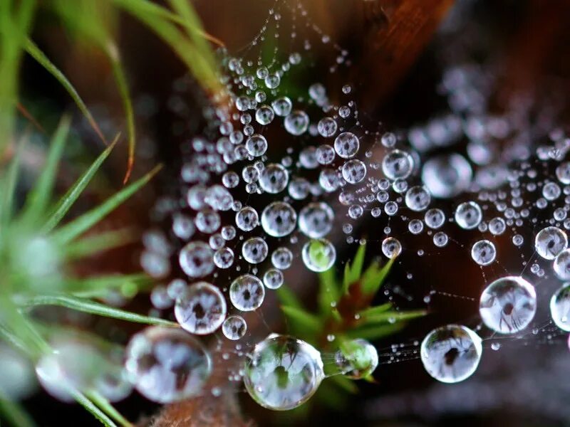 Роса заказ воды. Капельки росы. Макромир вода. Микромир вода.