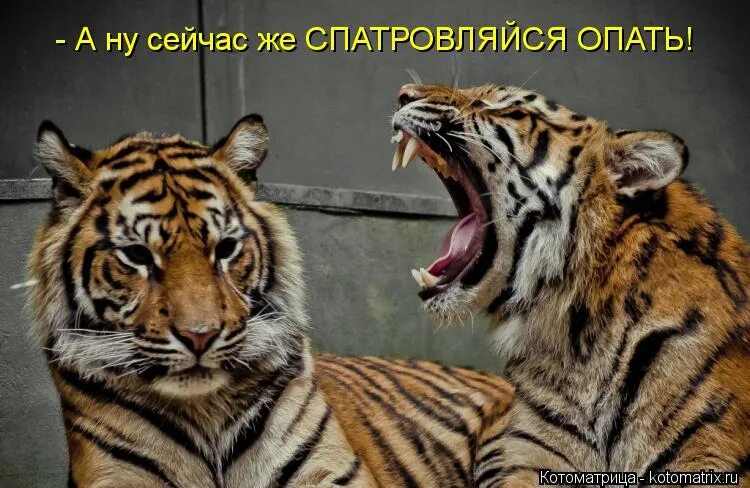 кот жрет колбасу. ну сейчас подойду. ну сейчас подойду. ну сейчас подойду. любимый ты же обещал сходить в кино.