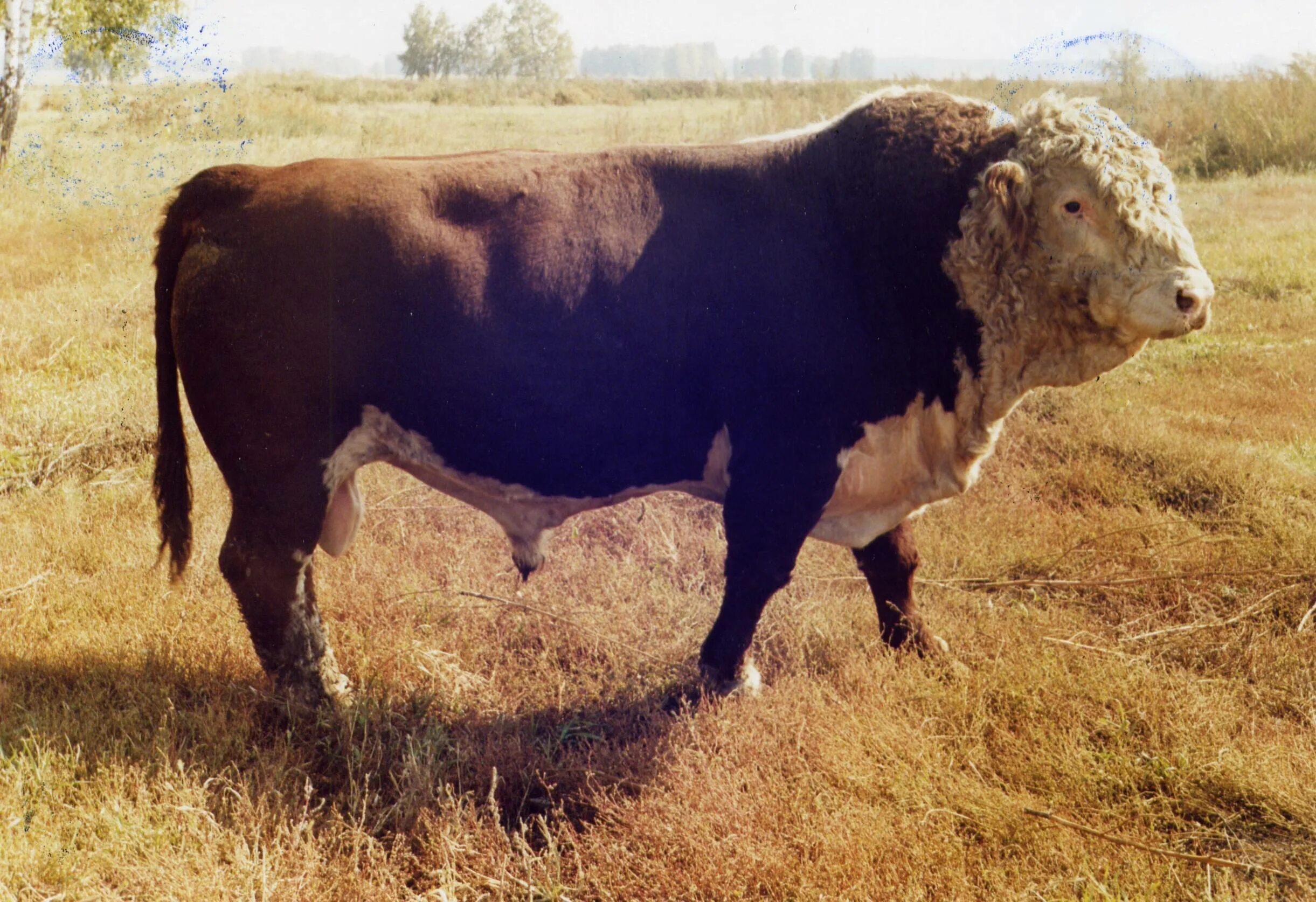 Казахский белоголовый бычок. Казахская белоголовая порода. Бык казахской белоголовой породы. Порода коров Герефорд. Коровы Герефорд казахская белоголовая.