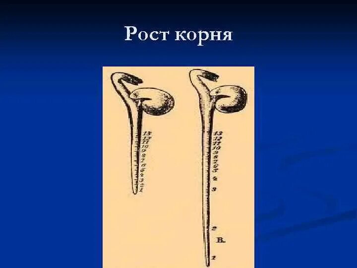 Рост корня. Рост корня опыт. Рост корня в длину. Опыт направление роста корня. Верхушечный рост корня