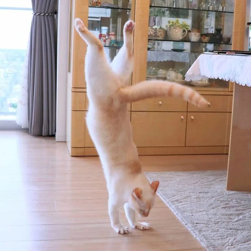 Где котики танцуют. Коты танцуют. Танцующий кот. Котик танцует. Смешной кот.