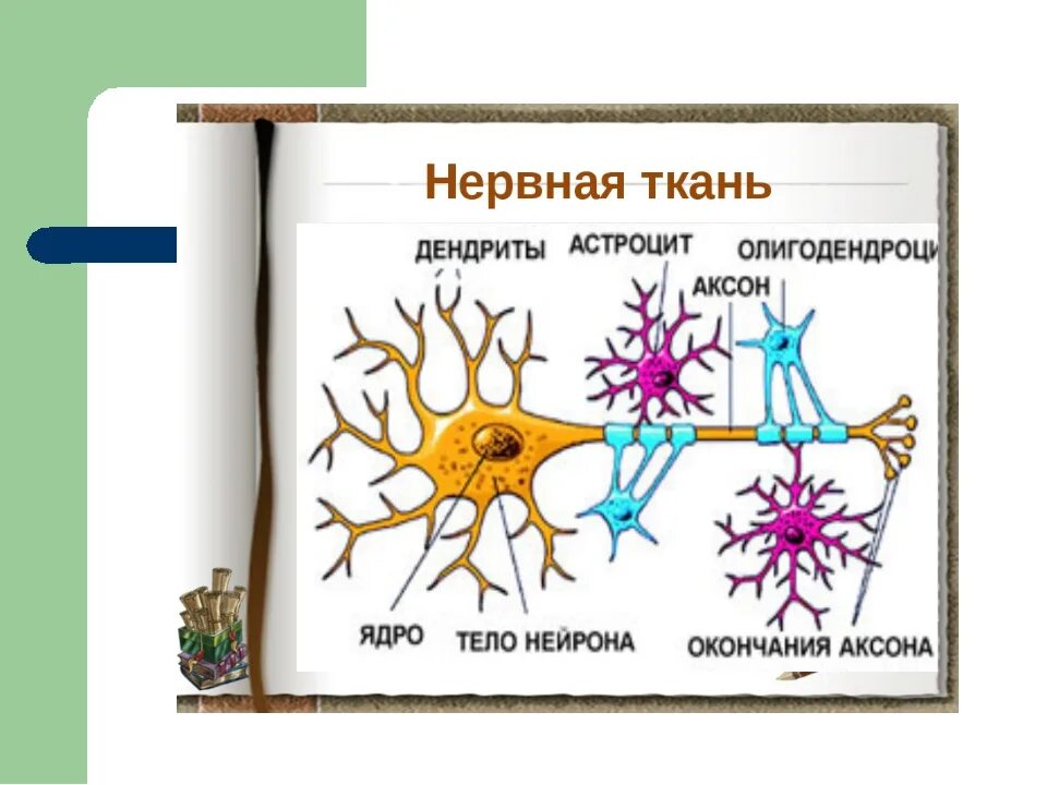 Нервная ткань состоит из собственно нервных клеток. Нервная ткань. Нервная ткань животных. Строение нервной ткани человека. Клетки нервной ткани.