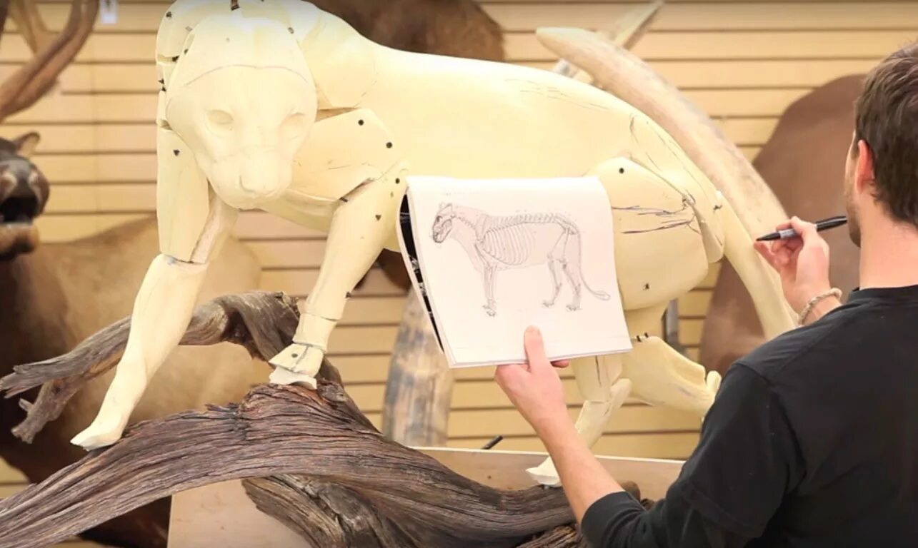 Изготовление чучел животных. Таксидермия чучела животных. Необычные чучела животных. Таксидермия композиции. Таксидермия птиц изготовление чучел.