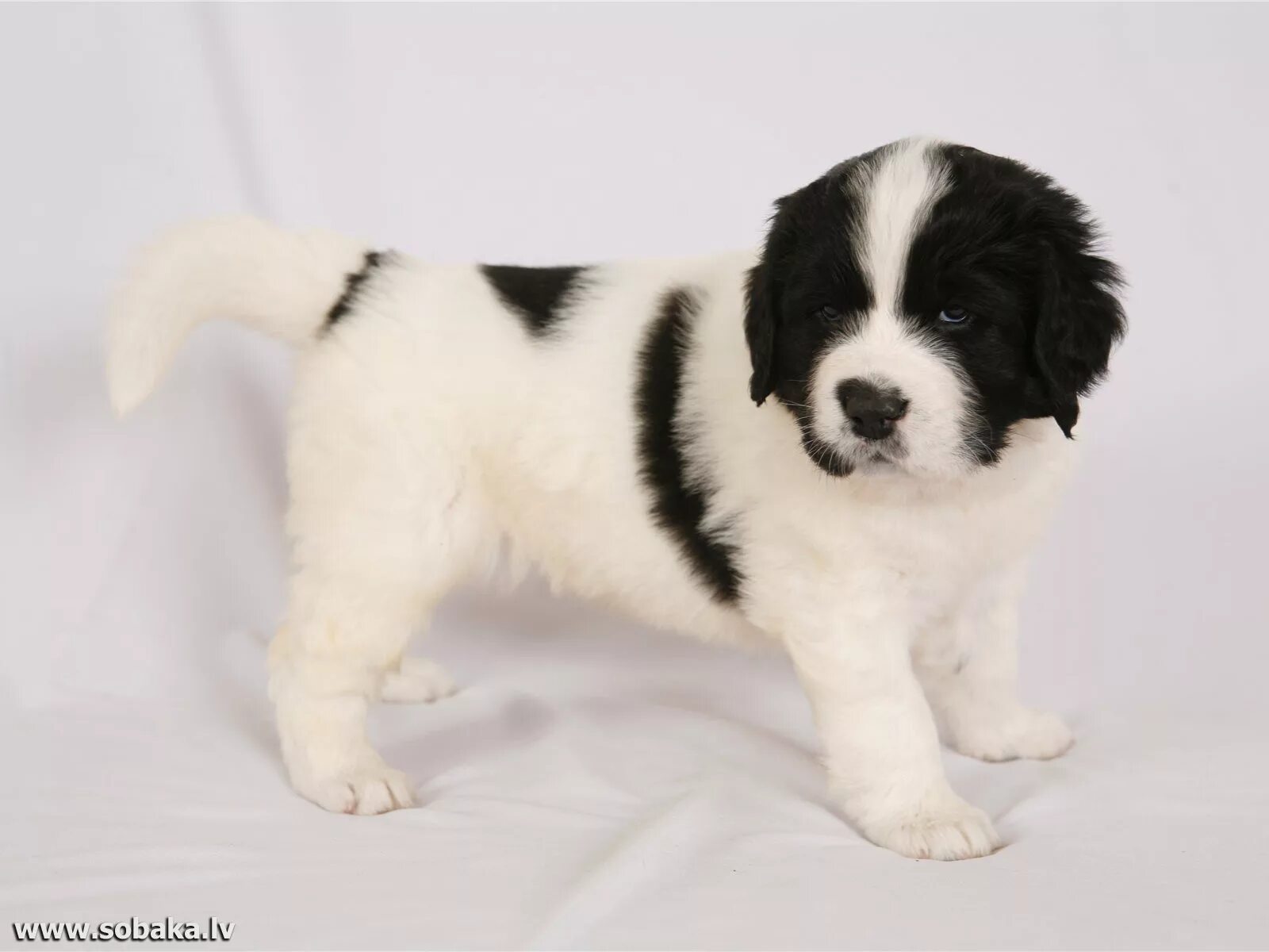 Лансира порода. Лансира порода. Ньюфаундленд ландсир. Ландсир порода собак. Лансира порода.