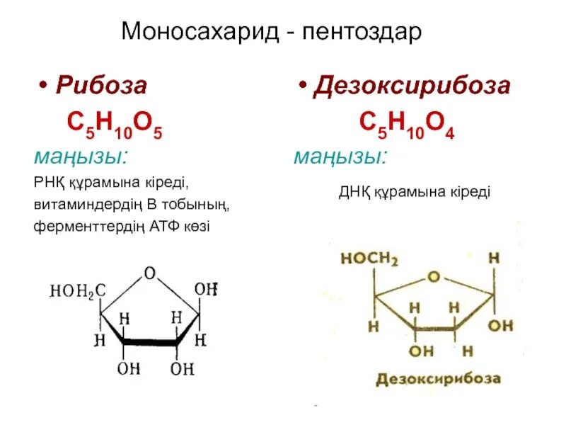 К моносахаридам относятся рибоза. Моносахариды рибоза. Рибоза и дезоксирибоза. Рибоза и дезоксирибоза различаются между собой. Көмірсу.