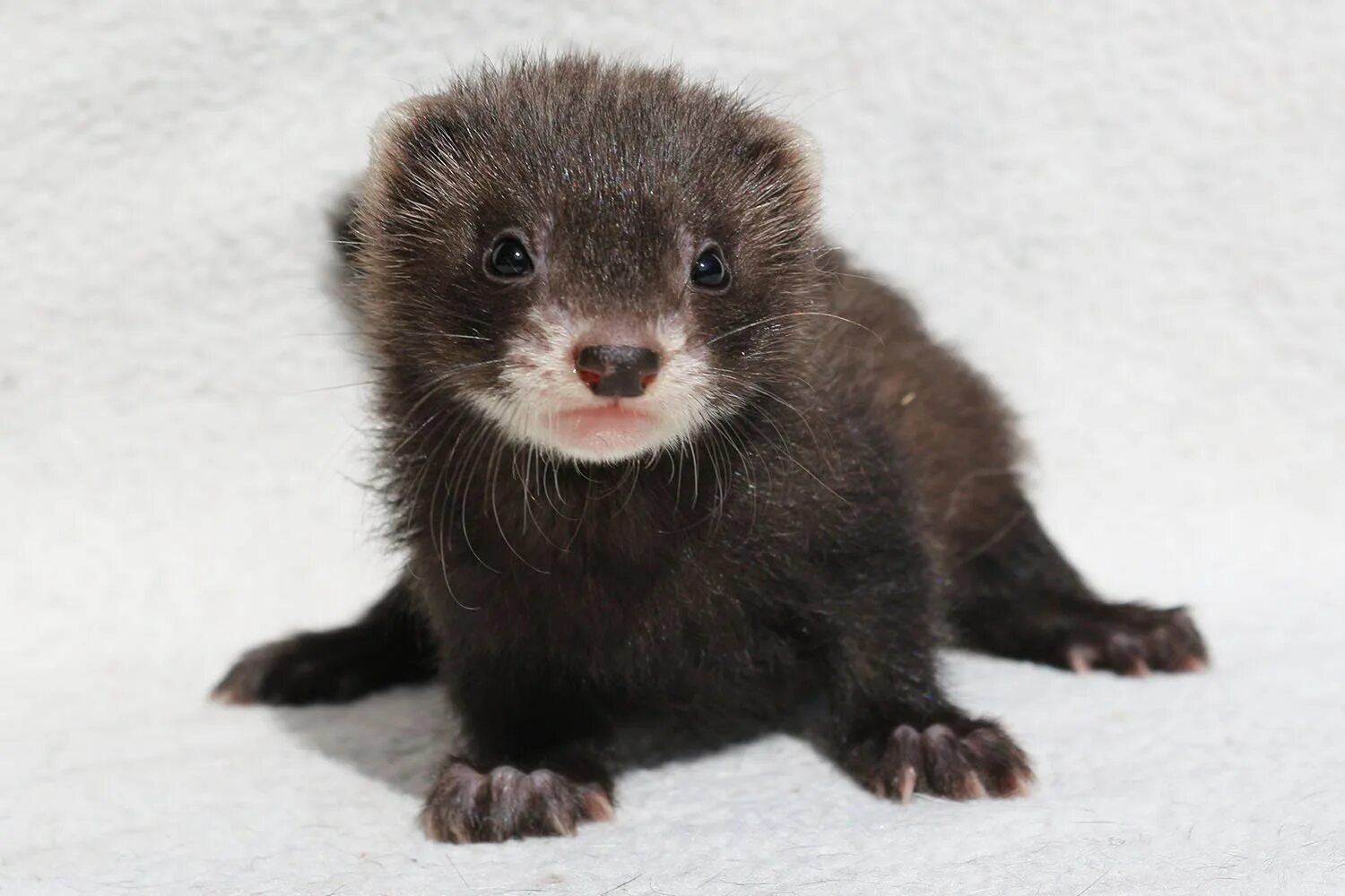 Гибрид норки. Хорь Сибирский. Сибирский хорек. Ласка (Mustela nivalis). Европейская норка.