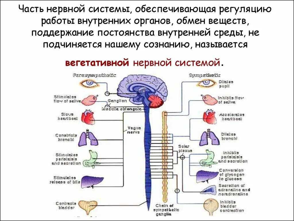 Центральная регуляция функций вегетативной нервной системы.. Вегетативной регуляции функции внутренних органов. ВНС регуляция деятельности внутренних органов. Автономный отдел нервной системы нейрогуморальная регуляция. Роль отделов цнс