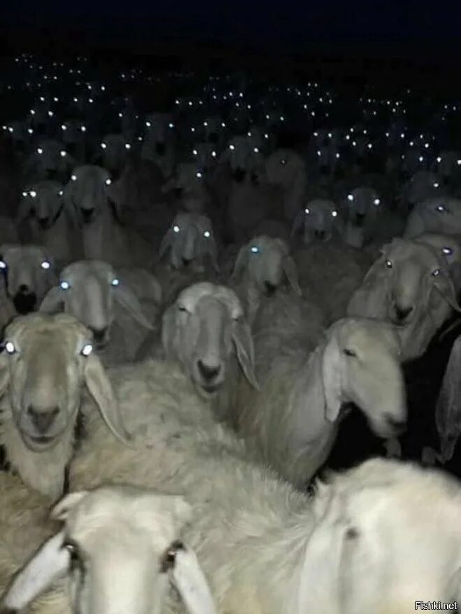 Барашка ночью