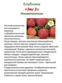 Характеристики и описание сортов клубники