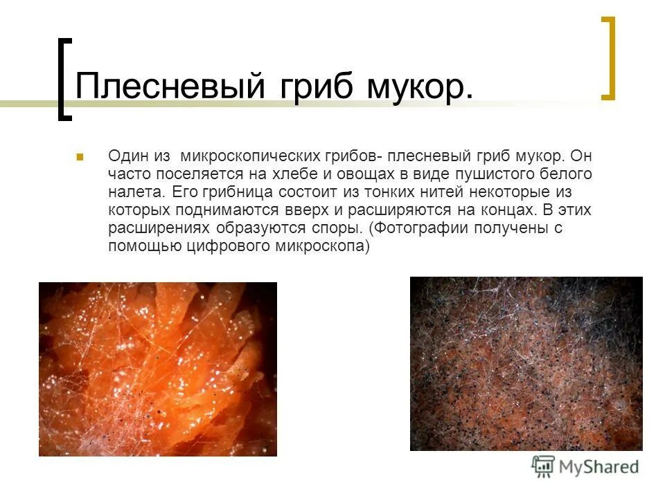 группы грибов шляпочные и плесневые. одноклеточные грибы мукор и дрожжи. зигомицеты анаморфа. строение плесневых шляпочных. гриб мукор в жизни человека.