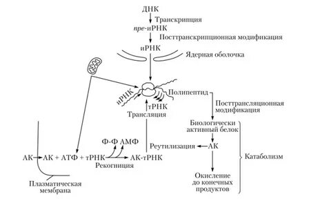 Энергетический биосинтез