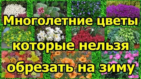 Многолетние на зиму