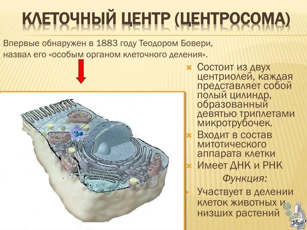 Строение клетки центросома. Центросома строение. Клеточный центр центросома. Какие клетки участвуют в делении