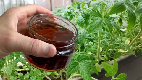 Корица для рассады помидор