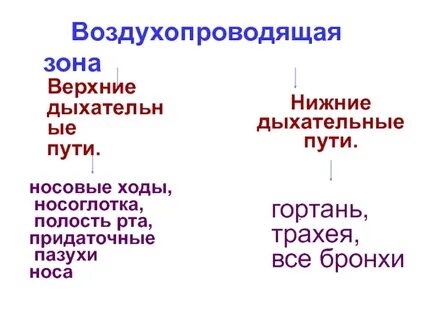 Верхние и нижние дыхательные органы