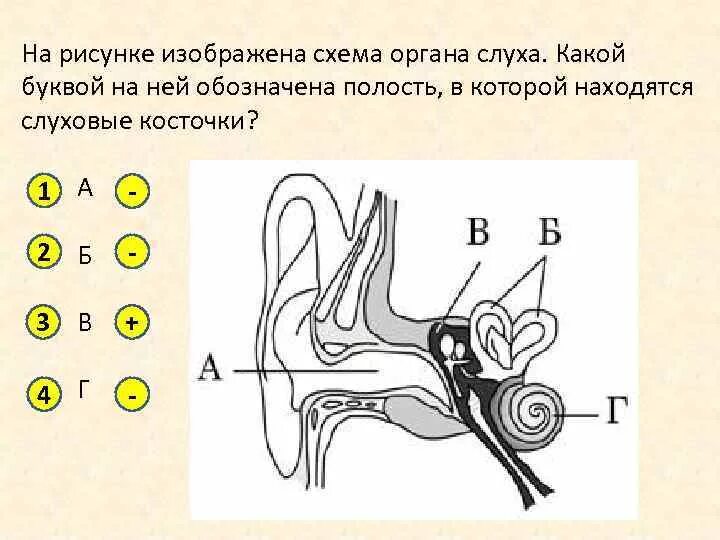 Слуховой анализатор анализатор. Строение слухового анализатора. На рисунке изображёна схема органа слуха. Орган слуха схема.