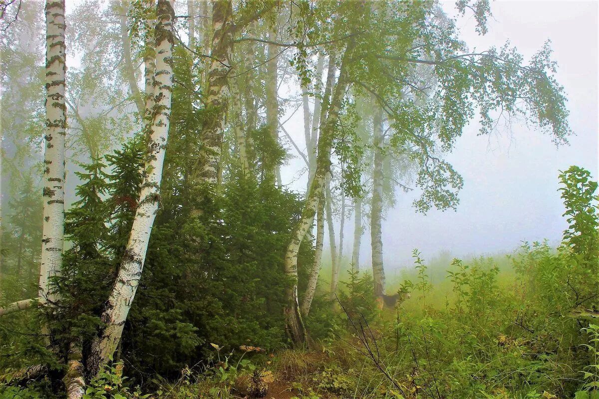 Береза рядом с елью