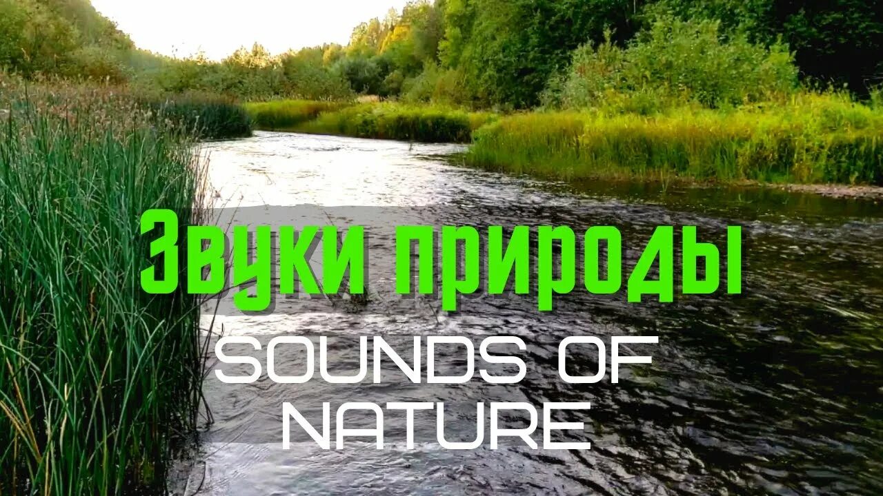 Nature Sounds звуки природы. Звуки природы без рекламы. Звуки природы слушать. Журчание реки. Включи звуки природы на станции