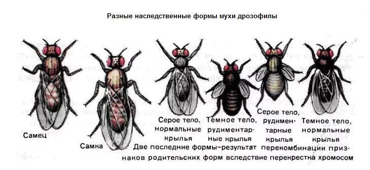 Какие причины могут вызвать мутации у дрозофил. Мутантные формы дрозофил. Мутация дрозофилы черное тело. Мутантные линии дрозофилы таблица. Нормальная форма мухи дрозофилы рисунок.