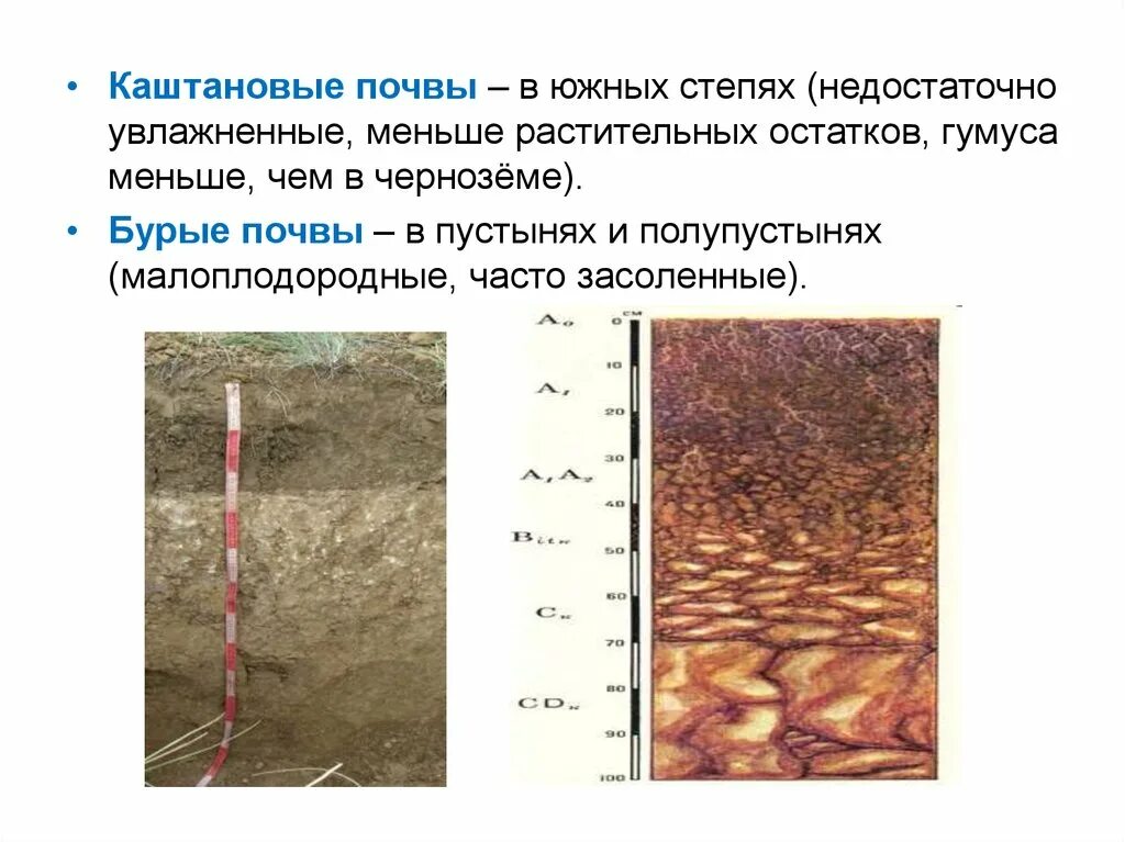 Полупустыни каштановые почвы. Гумусовый слой Каштановой почвы. Каштановые почвы сухих степей профиль. Гумусовый Горизонт каштановых почв. Черноземы каштановые почвы гумус.