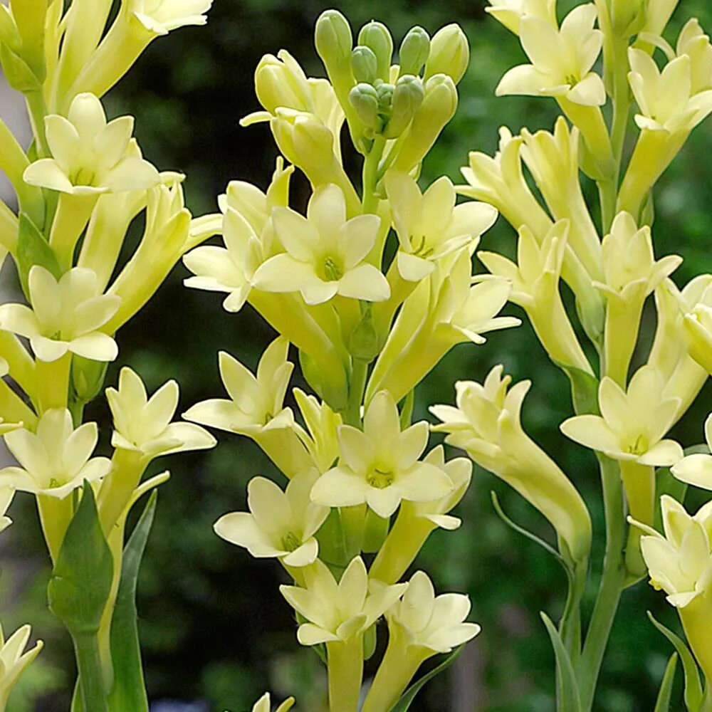 Tuberose. Полиантес Тубероза. Полиантес (Polianthes) tuberosa. Полиантес Тубероза Перл. Тубероза (Polianthes tuberosa).