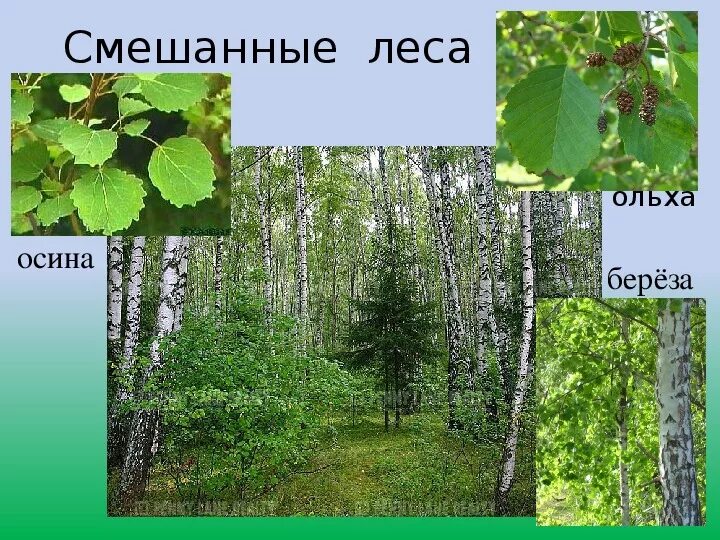 Как найти осину в лесу