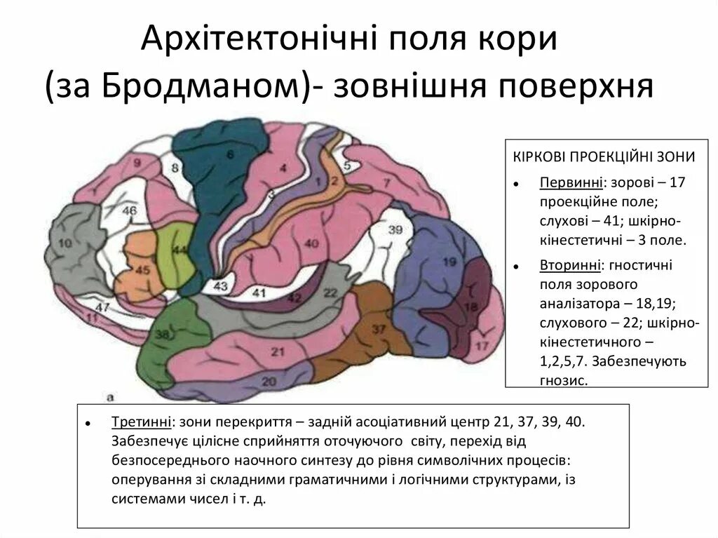 Первичные поля мозга