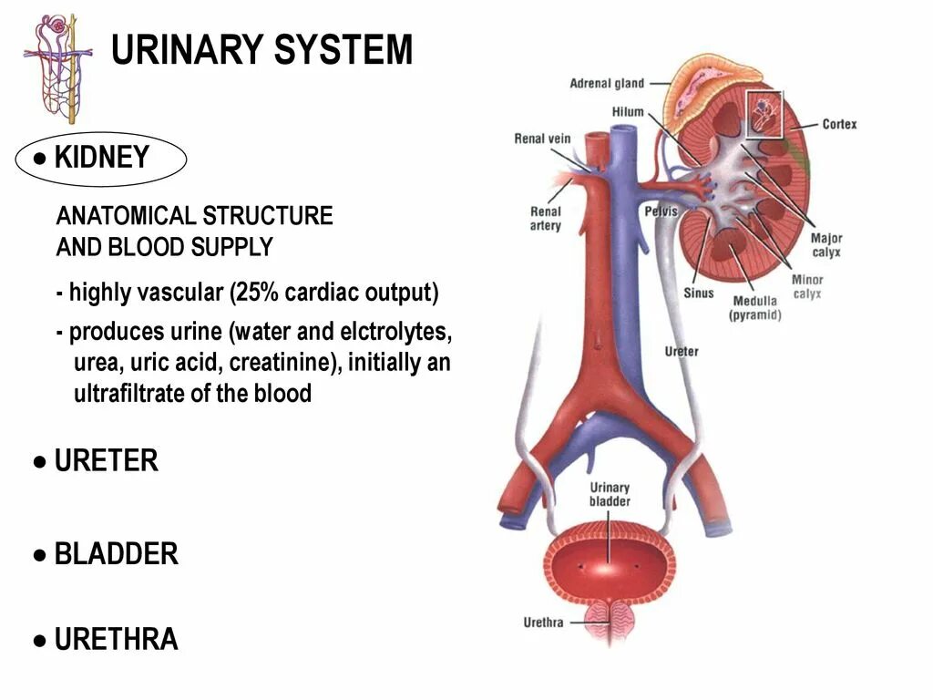 Urinary system. Structure and functions of the Urinary System. Urinary System functions. Urinary System components.