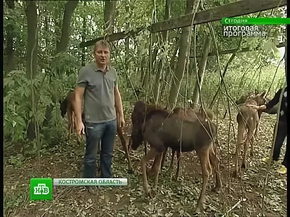 Итоговая программа анонсы. Итоговая программа с кириллом поздняковым. нтв сегодня итоговая программа кирилл поздняков. анонс итоговая программа нтв. сегодня итоговая программа нтв 2012.