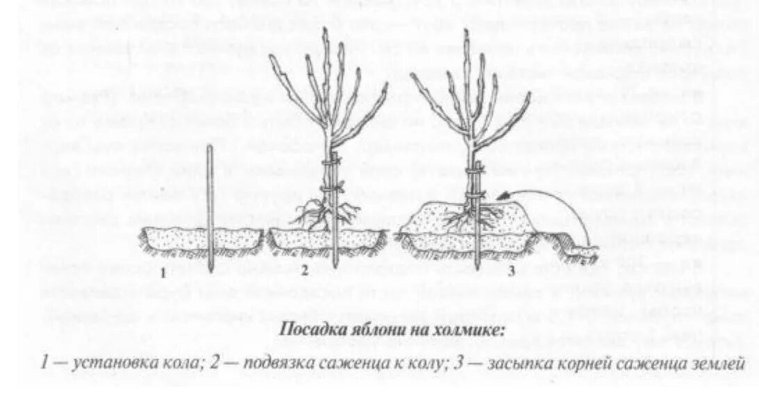 Когда лучше сажать яблони. Схема посадки саженца яблони. Посадка саженцев плодовых деревьев весной. Посадка яблонь на холмики. Схема посадки саженцев яблони.