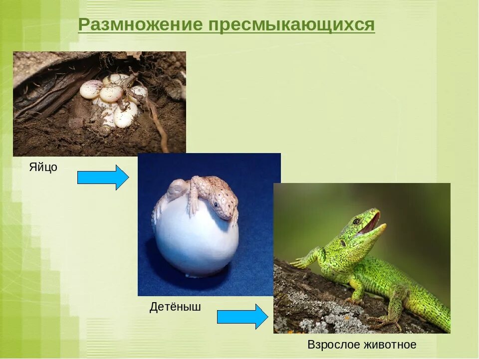 Где развиваются пресмыкающиеся. Размножение рептилий. размножение и развитие пресмыкающихся. размножение пресмыкающиеся. стадии развития пресмыкающихся.