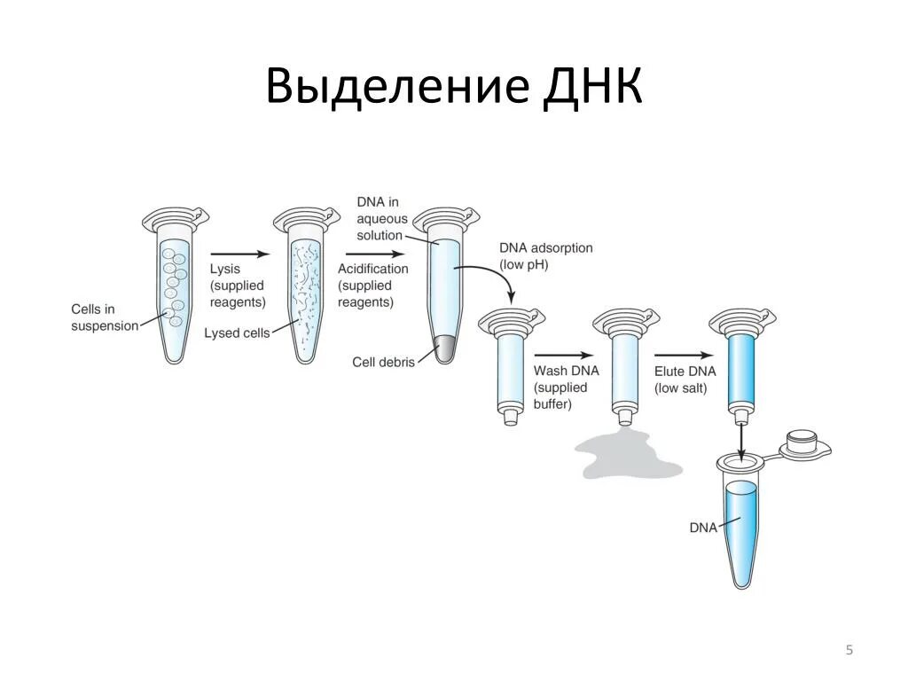 Фенол-хлороформный метод выделения ДНК. Этапы выделения ДНК. Выделение ДНК схема. Методы выделения ДНК из биологического материала. Процесс выделения днк