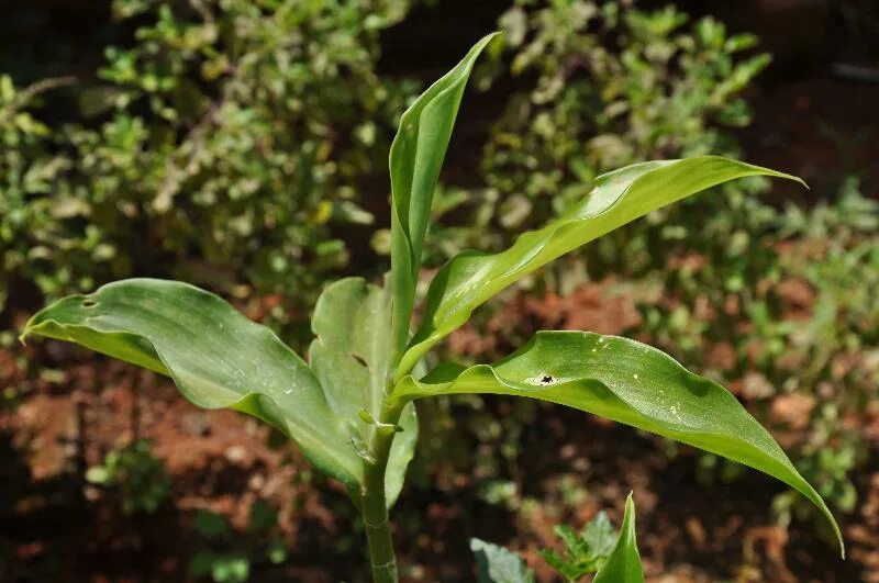 Plants control. Saussurea Costus. Chamaecostus cuspidatus. Костус корень. Dolomiaea Costus.