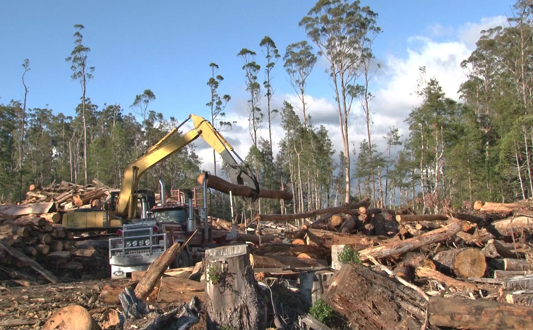 Commons logging. Вырубка лесов Тасмания. Тасмания лесозаготовка. Forest logging. Deforestation & logging.