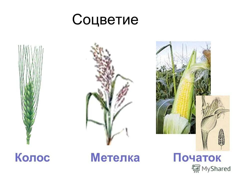 Злаки растения соцветие