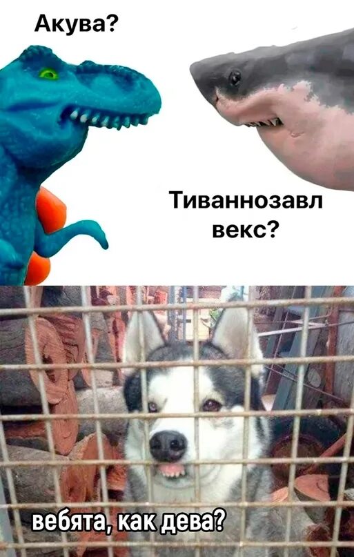 Кот акува. Акува. Хрящевые акулы. Смешные мемы 2023. Акува тиванозавл векс.