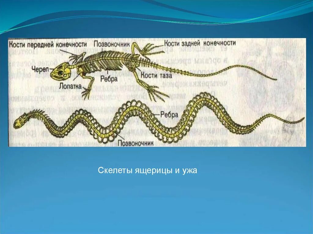 Класс рептилии скелет. Строение чешуйчатых. Класс пресмыкающиеся. Отряд чешуйчатые скелет. Скелет чешуйчатых. Чешуйчатые строение тела.